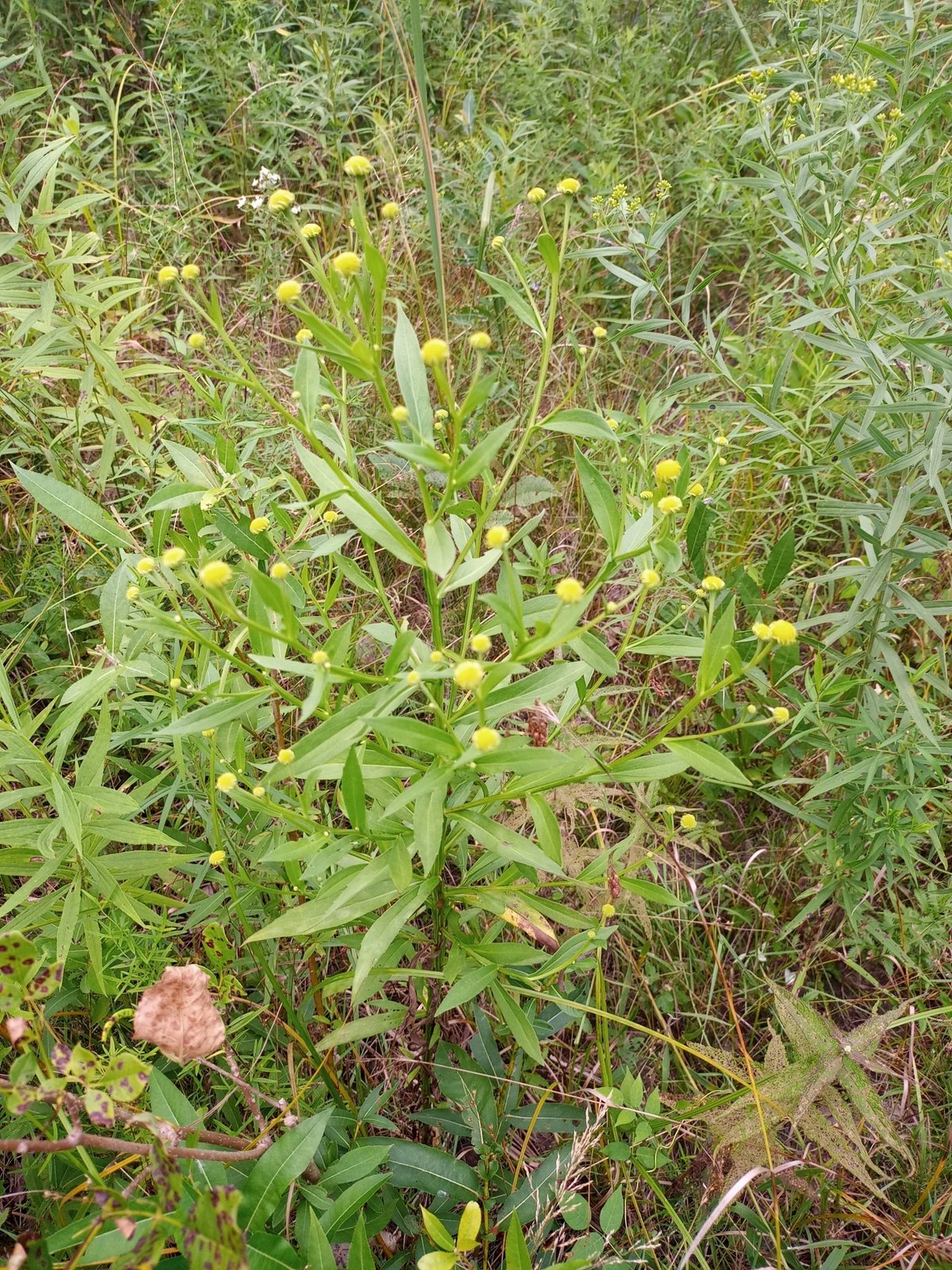 Sneezeweed