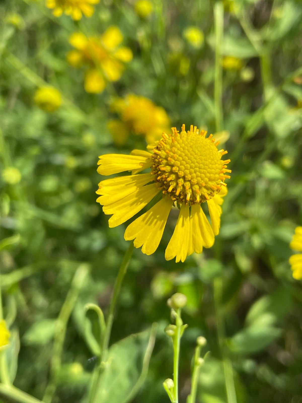 Sneezeweed