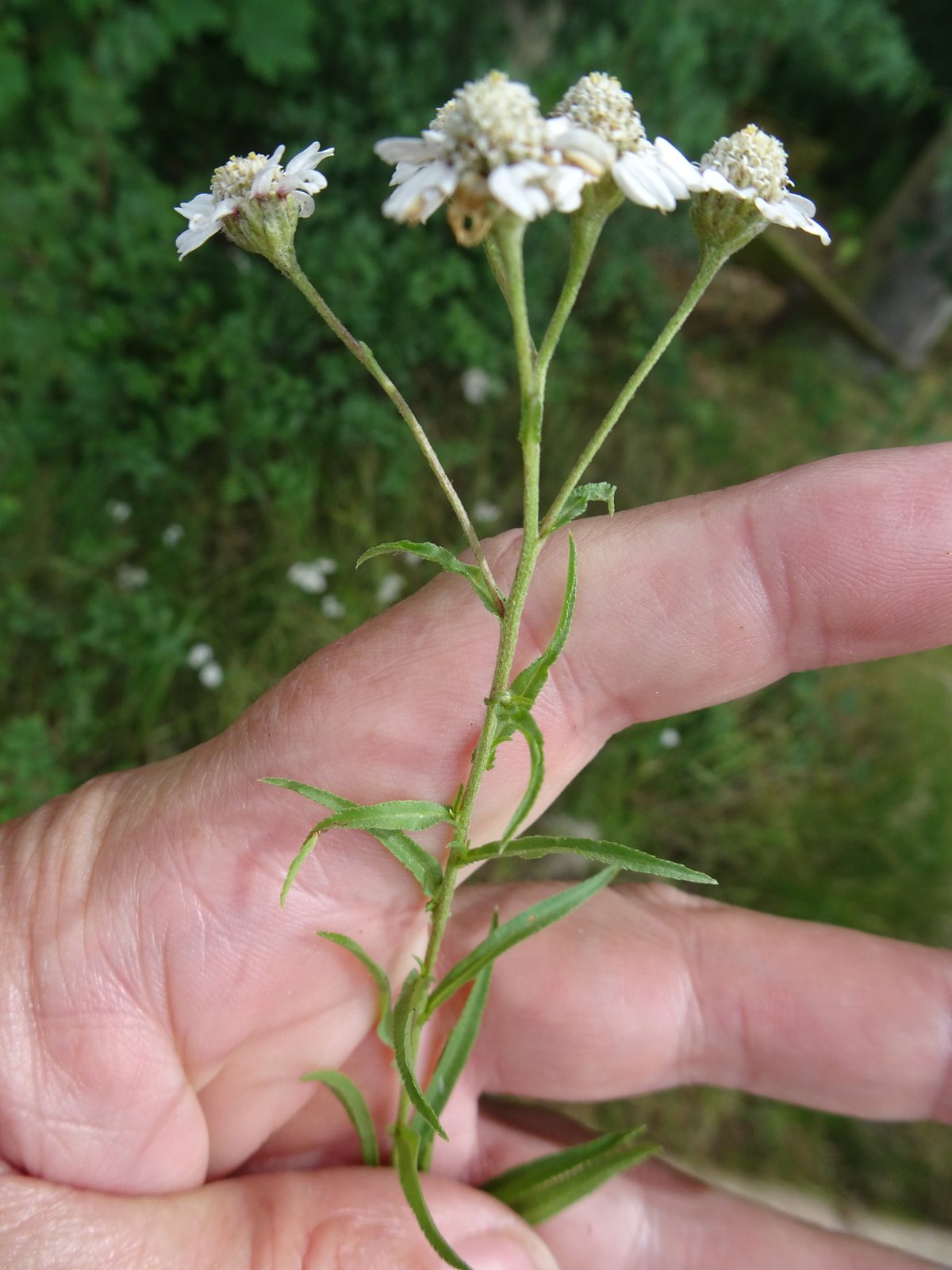 Sneezewort