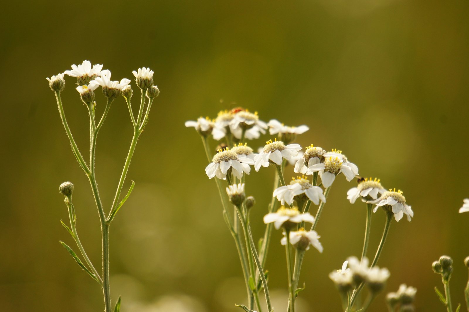 Sneezewort