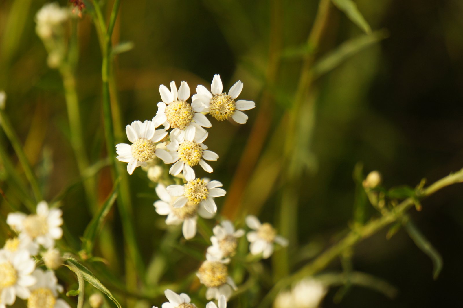 Sneezewort