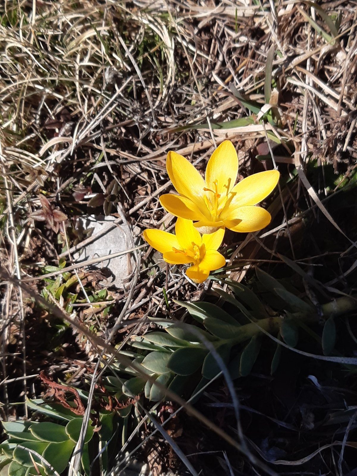 Snow crocus