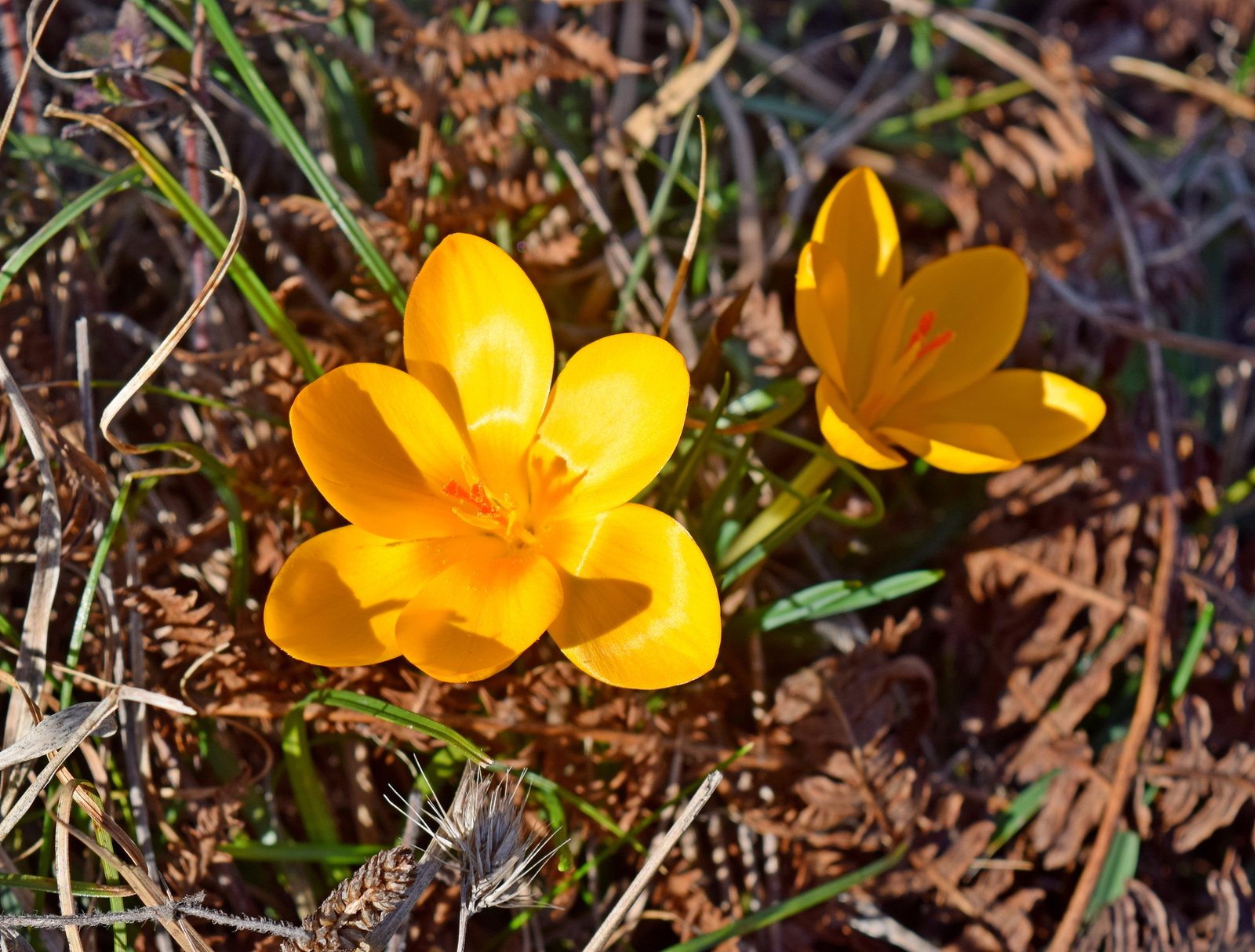 Snow crocus