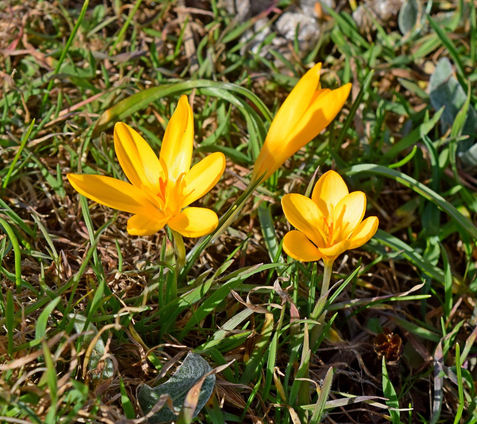 Snow crocus