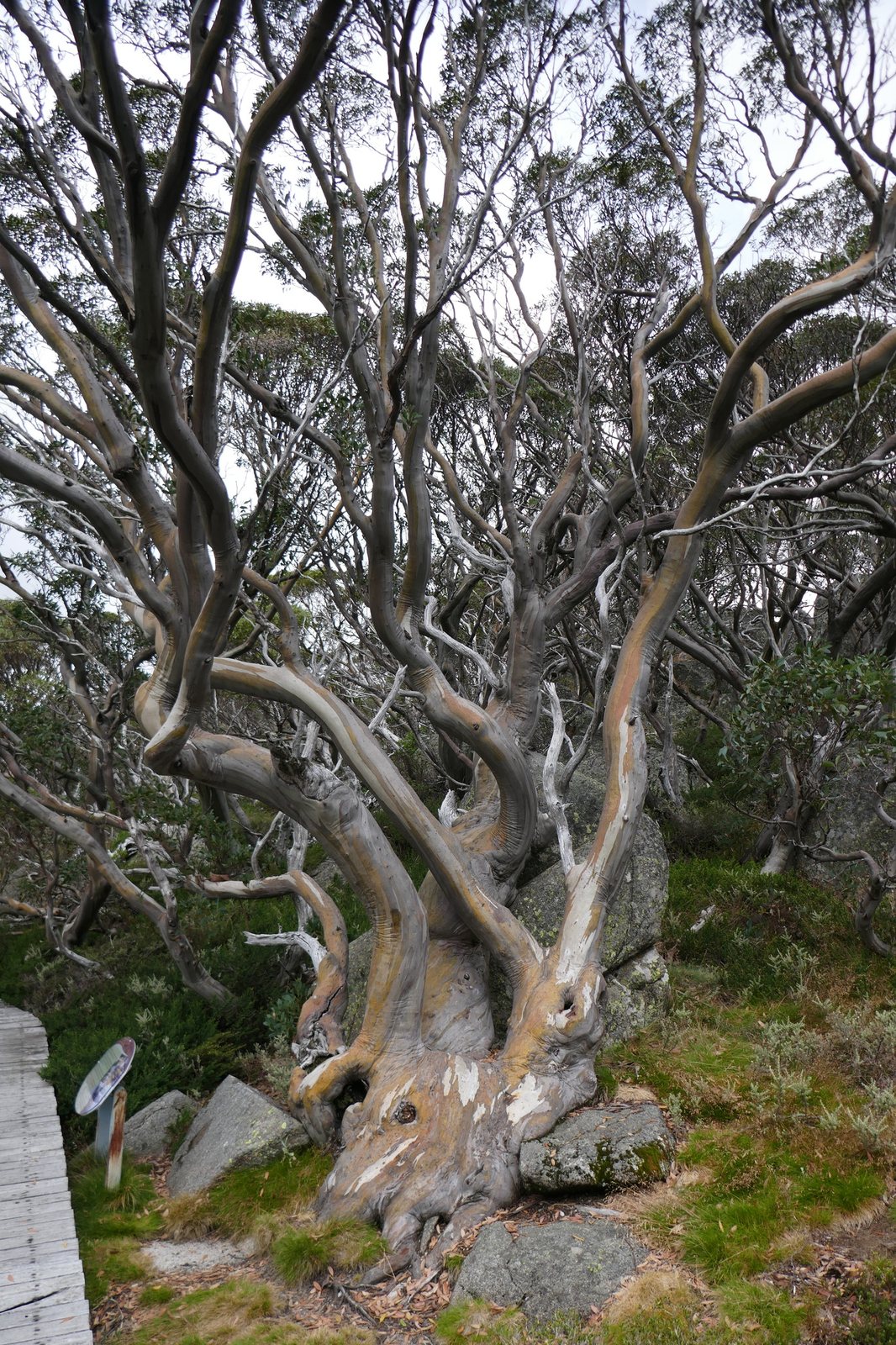 Snow gum