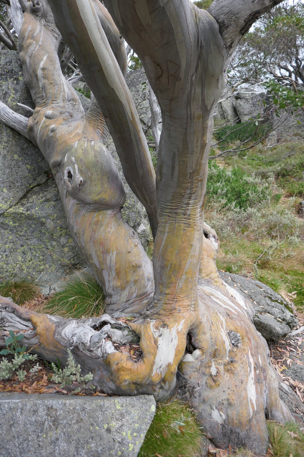 Snow gum
