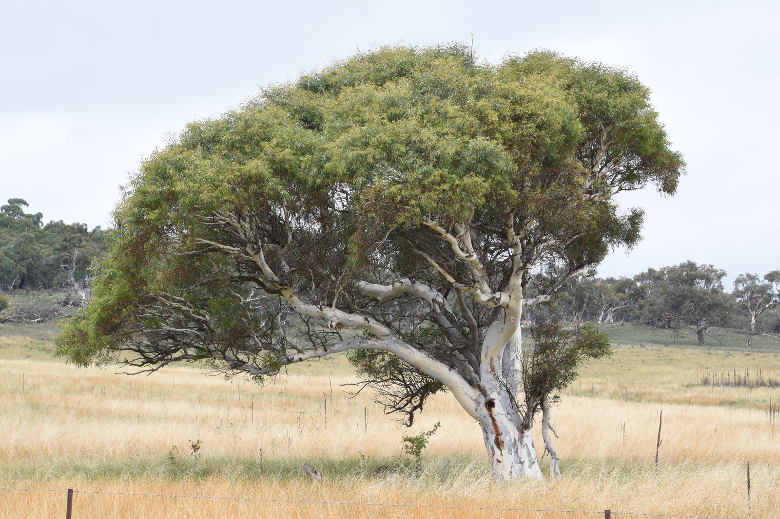Snow gum
