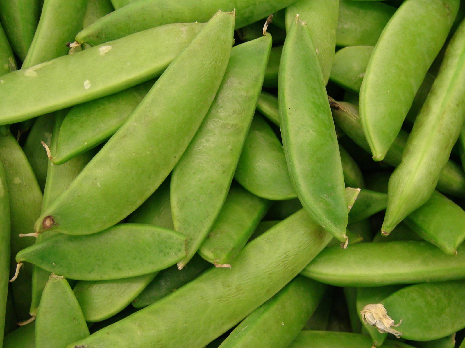 Snow pea (mangetout) 'Oregon Sugar Pod'