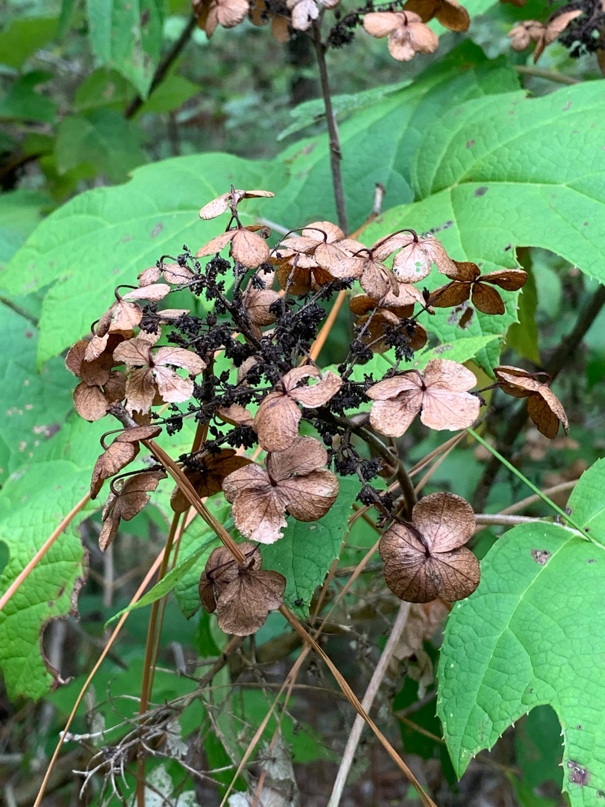 Snow Queen oakleaf hydrangea