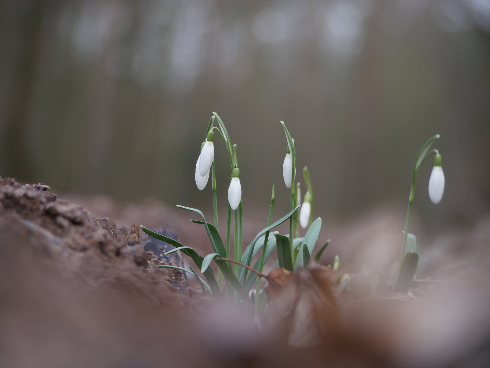 Snowdrop 'S. Arnott'