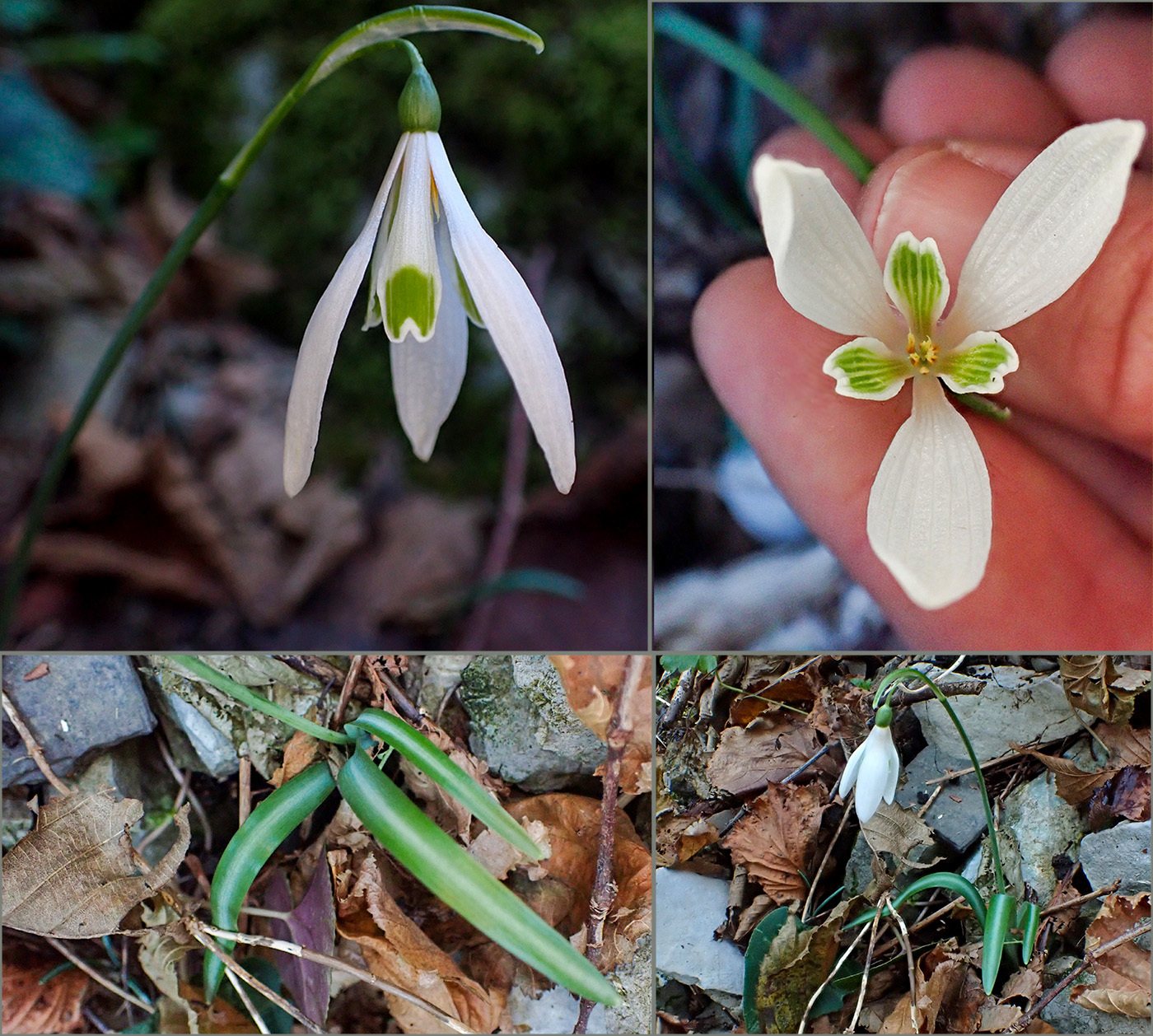 Snowdrop 'S. Arnott'