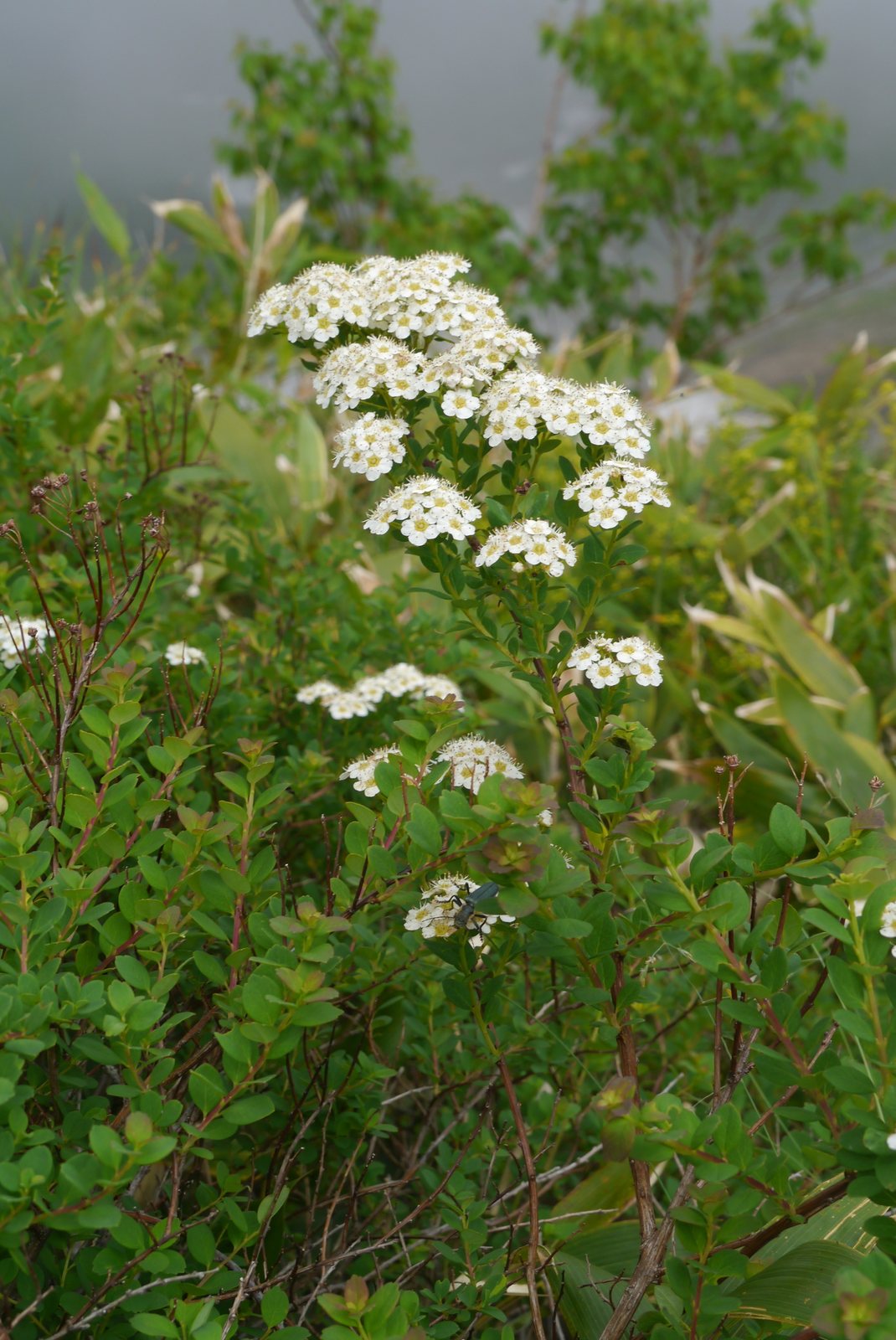Snowmound spirea