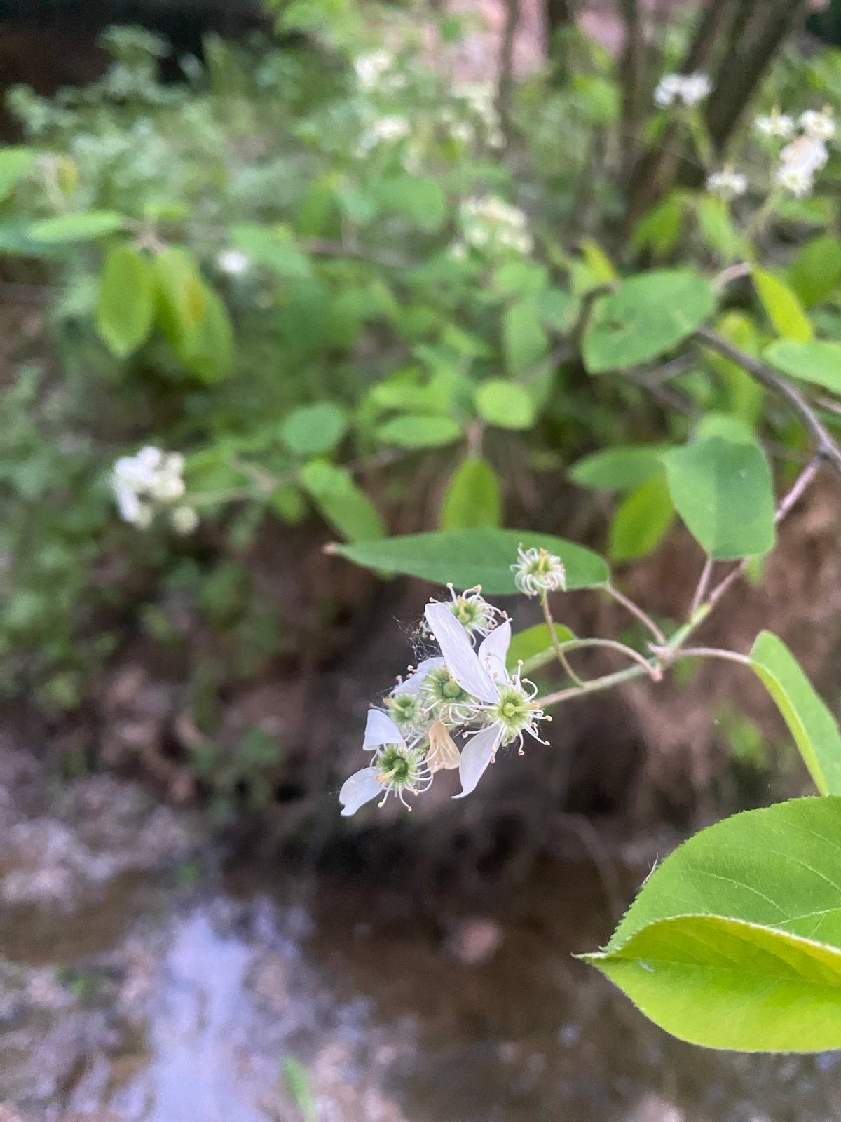 Snowy mespilus
