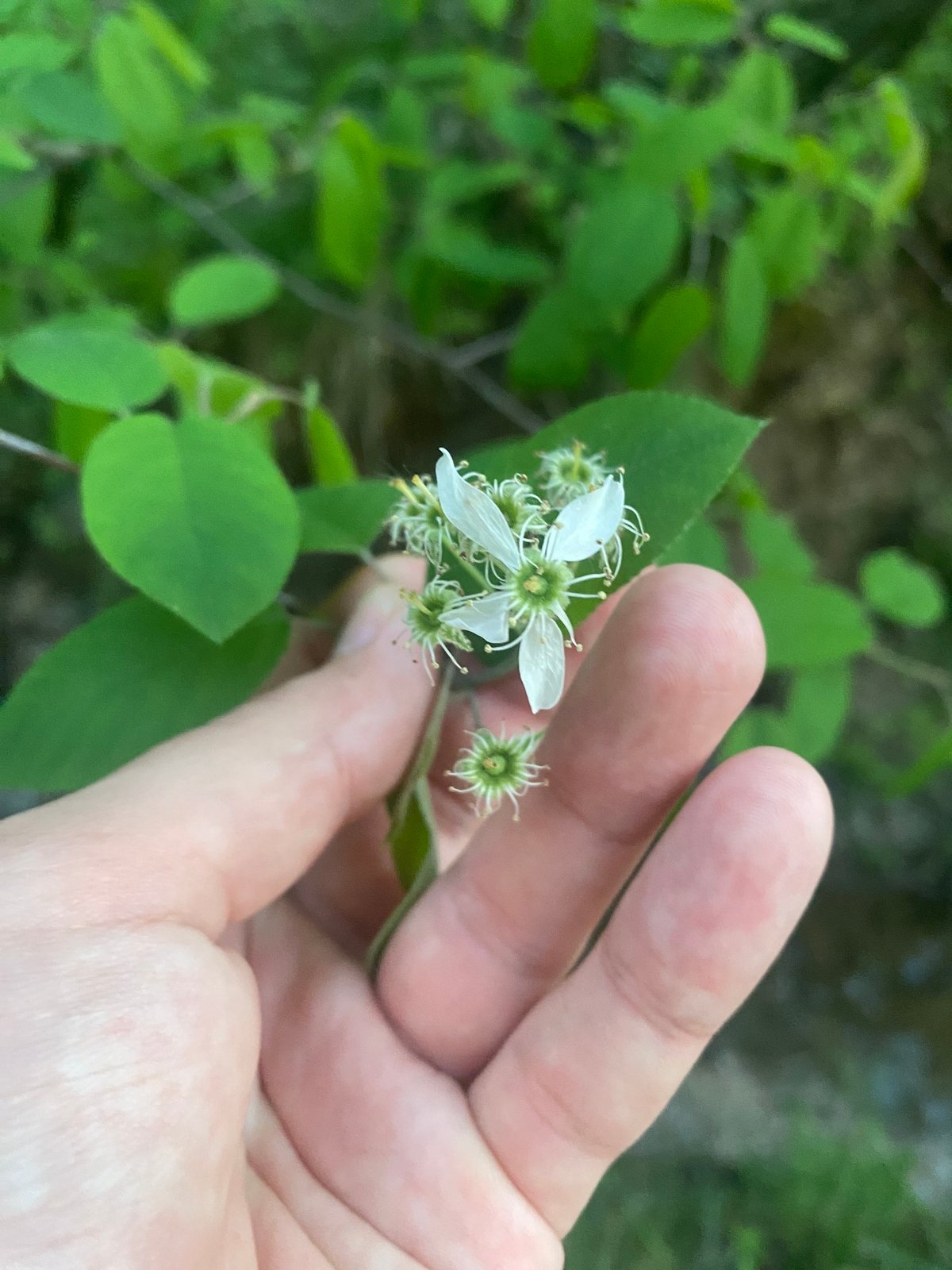 Snowy mespilus