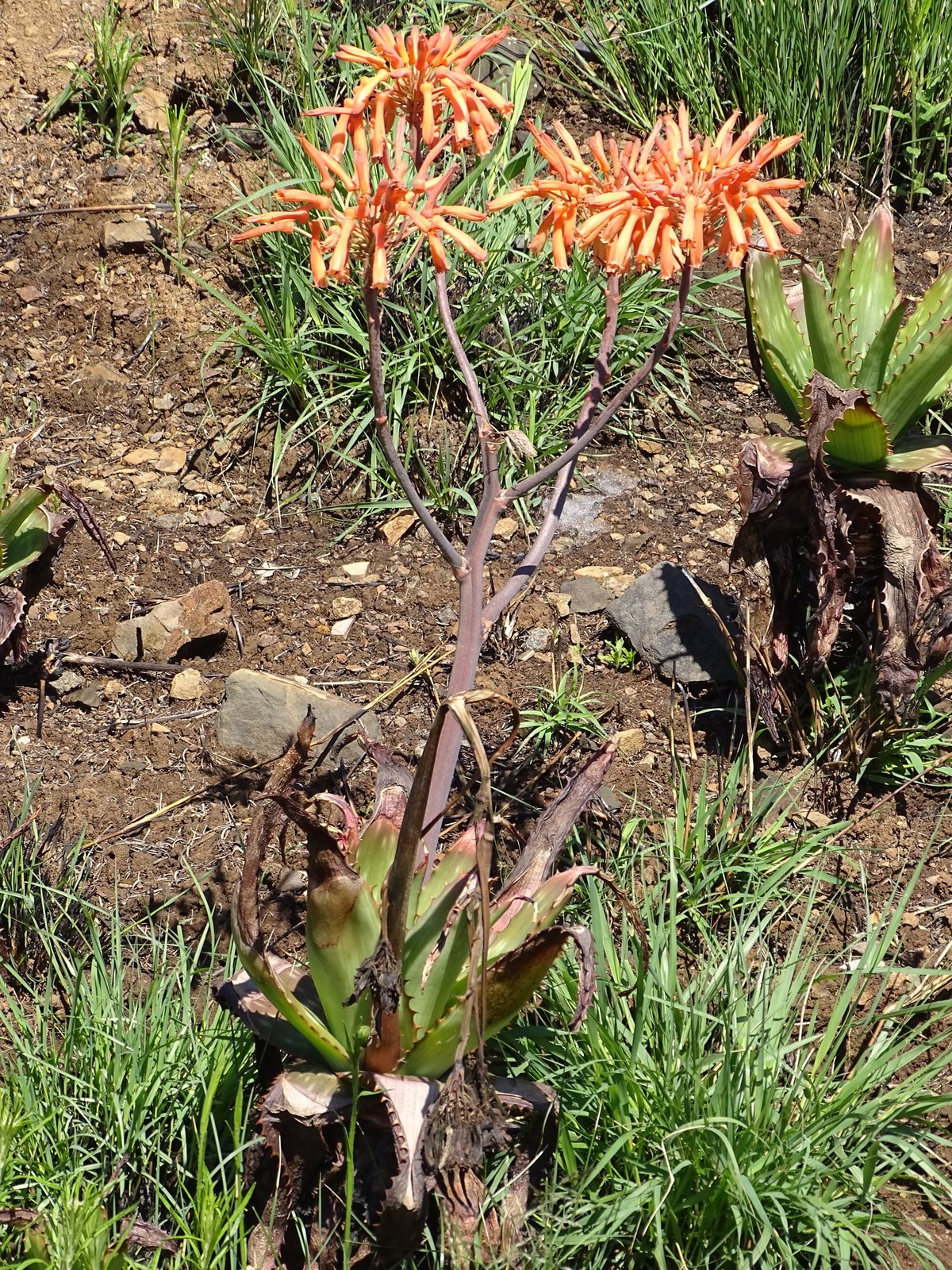 Soap aloe