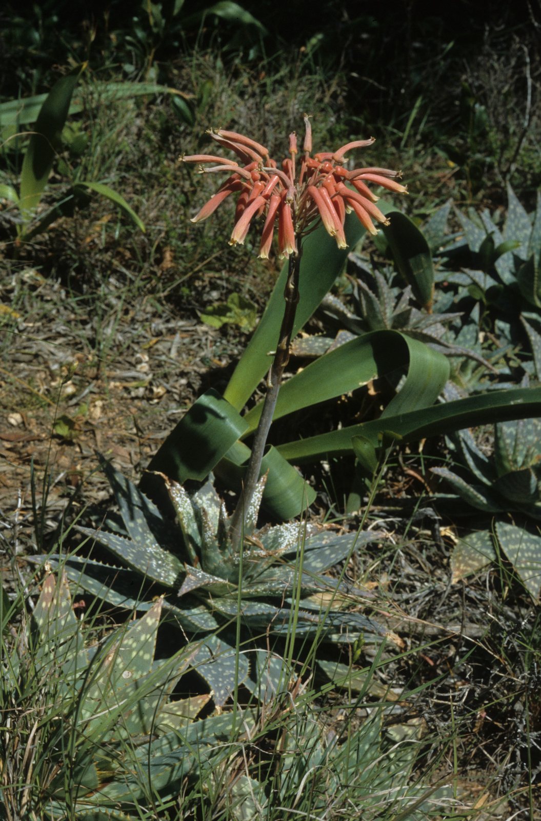 Soap aloe