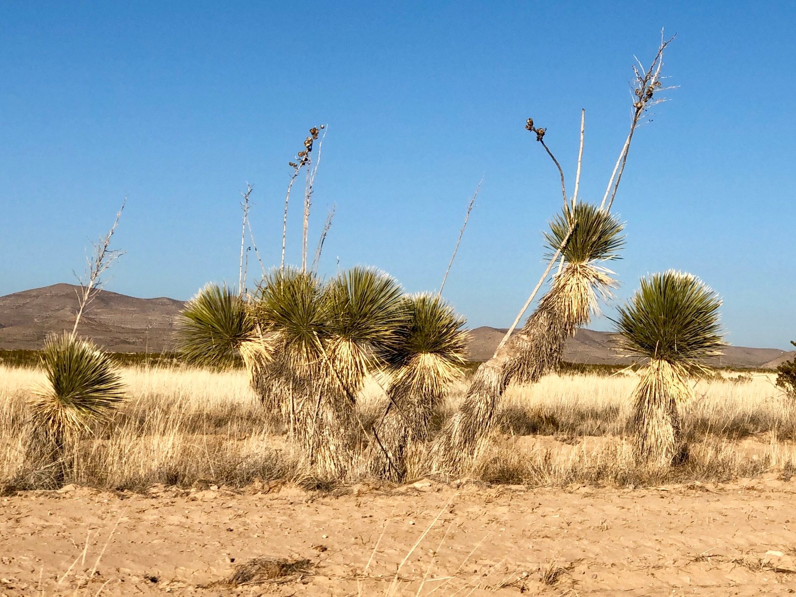 Soaptree yucca
