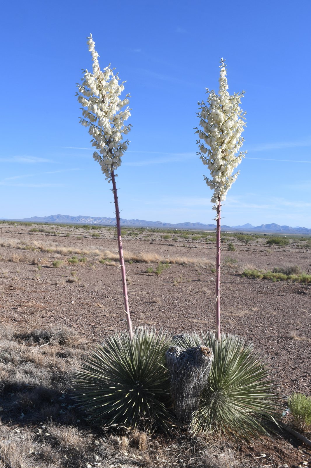 Soaptree yucca