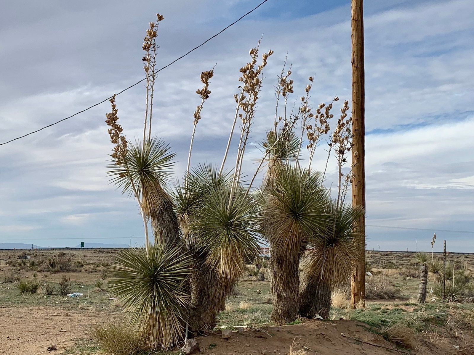 Soaptree yucca
