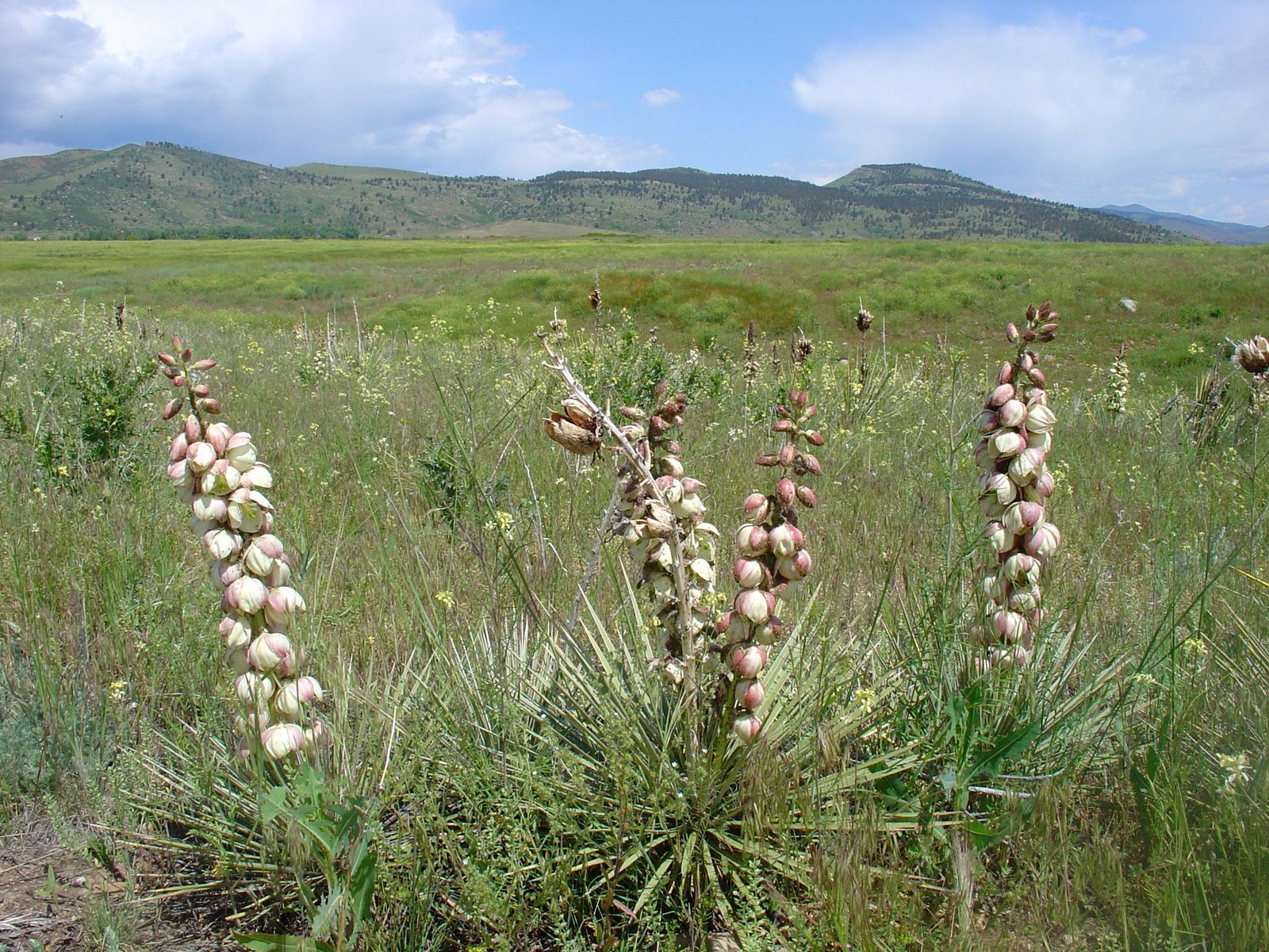 Soapweed yucca