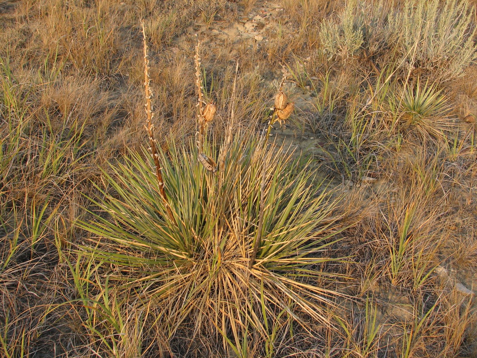 Soapweed yucca