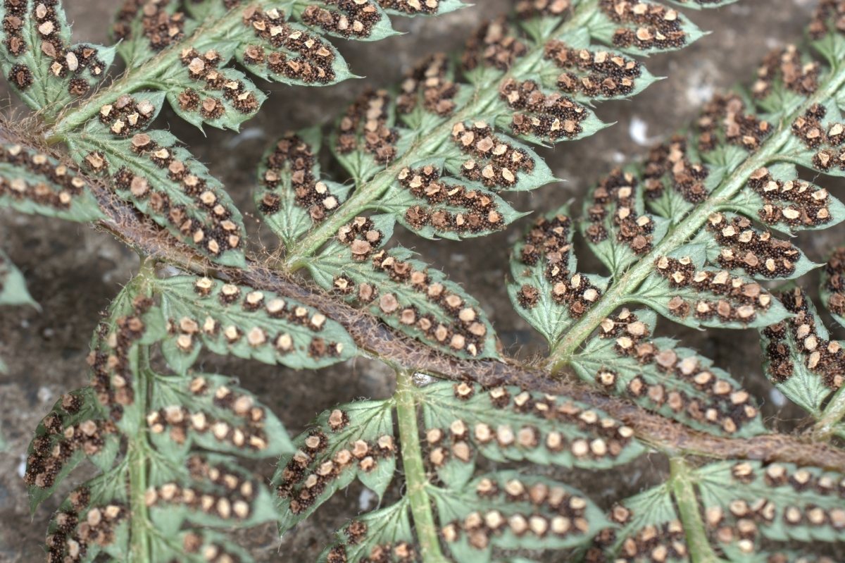 Soft shield fern