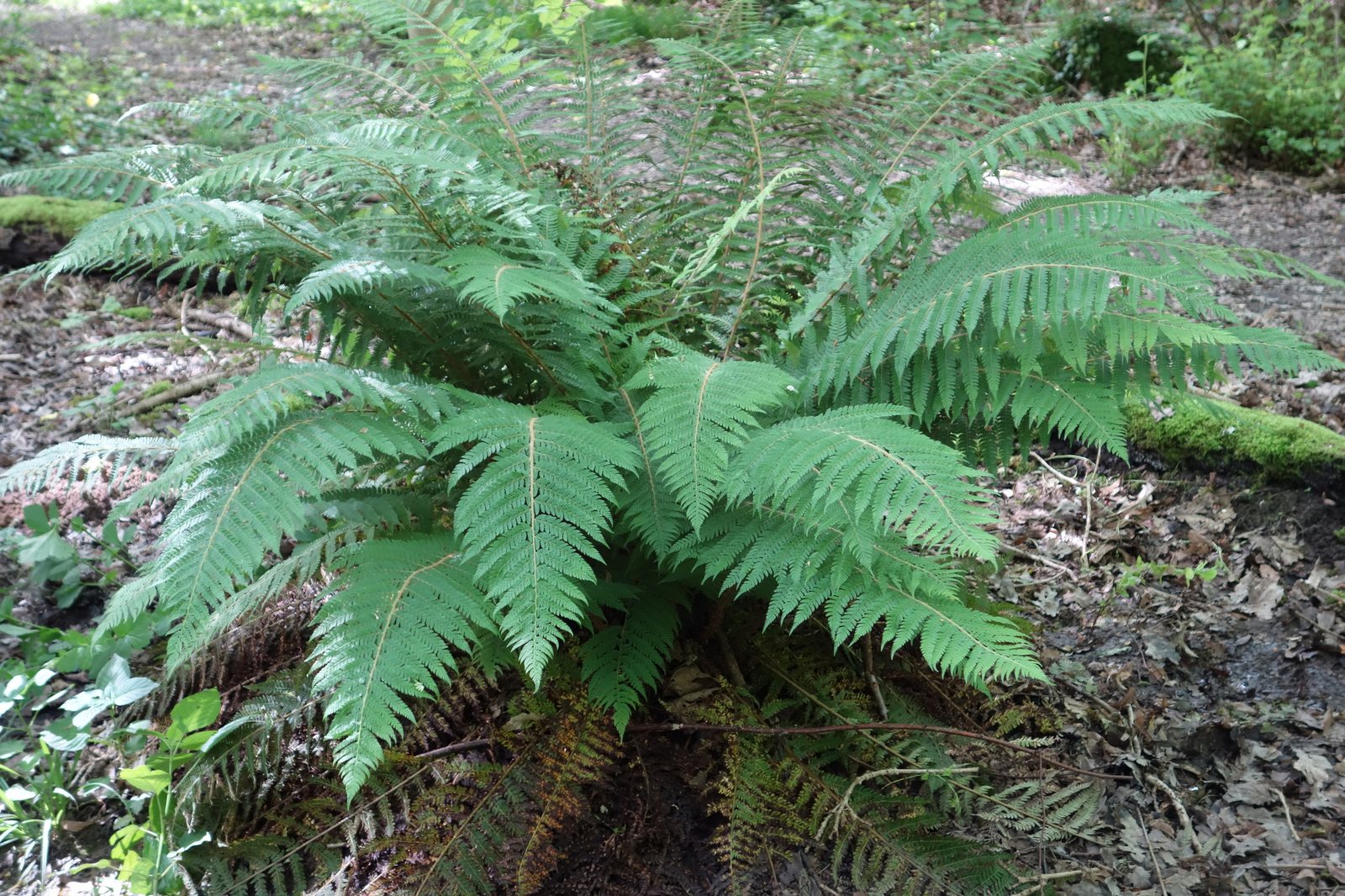 Soft shield fern