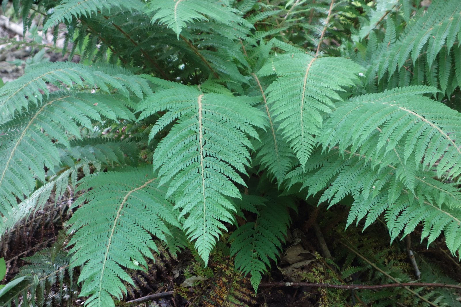 Soft shield fern