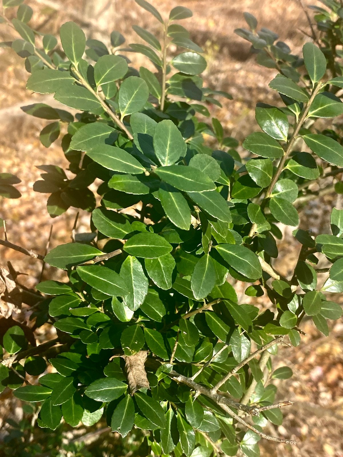 Soft Touch holly