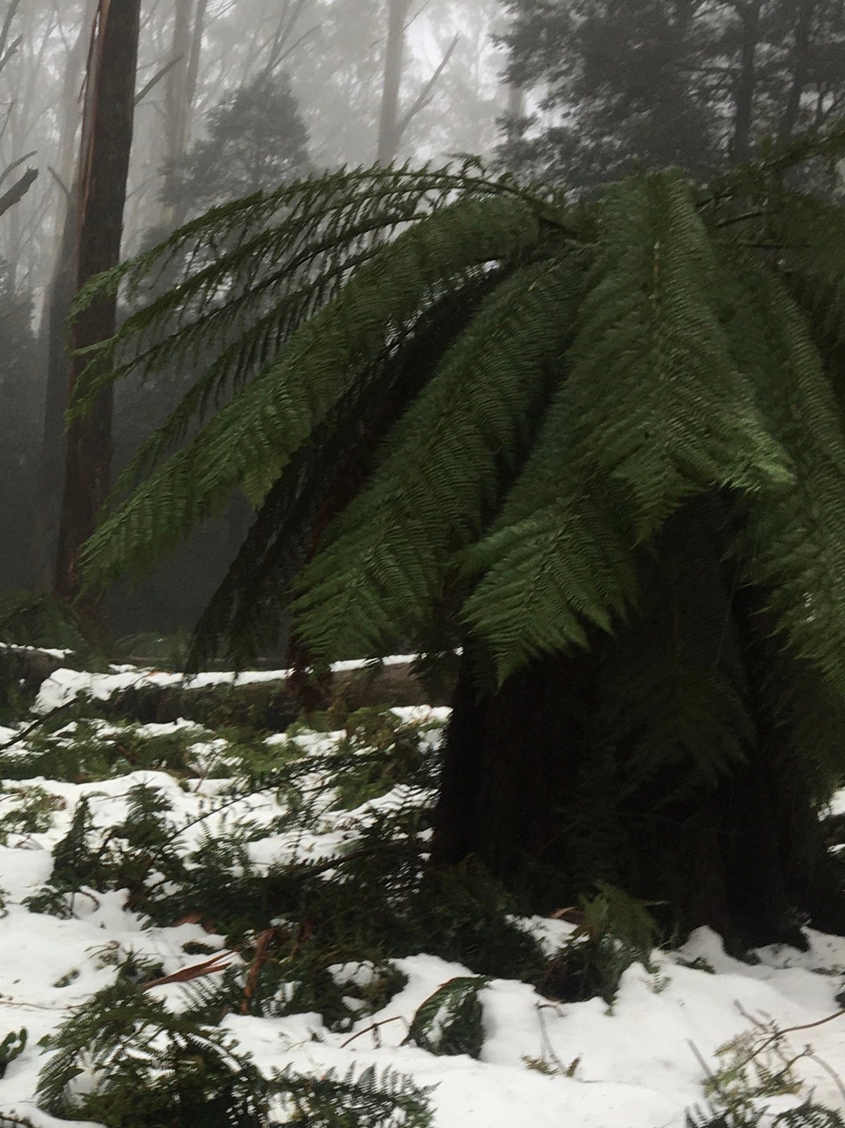 Soft tree fern