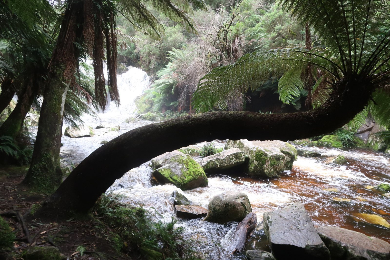 Soft tree fern