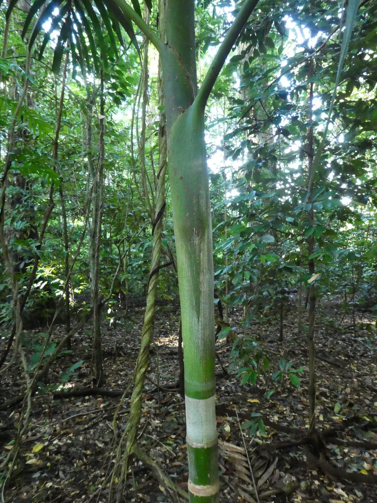 Solitaire palm