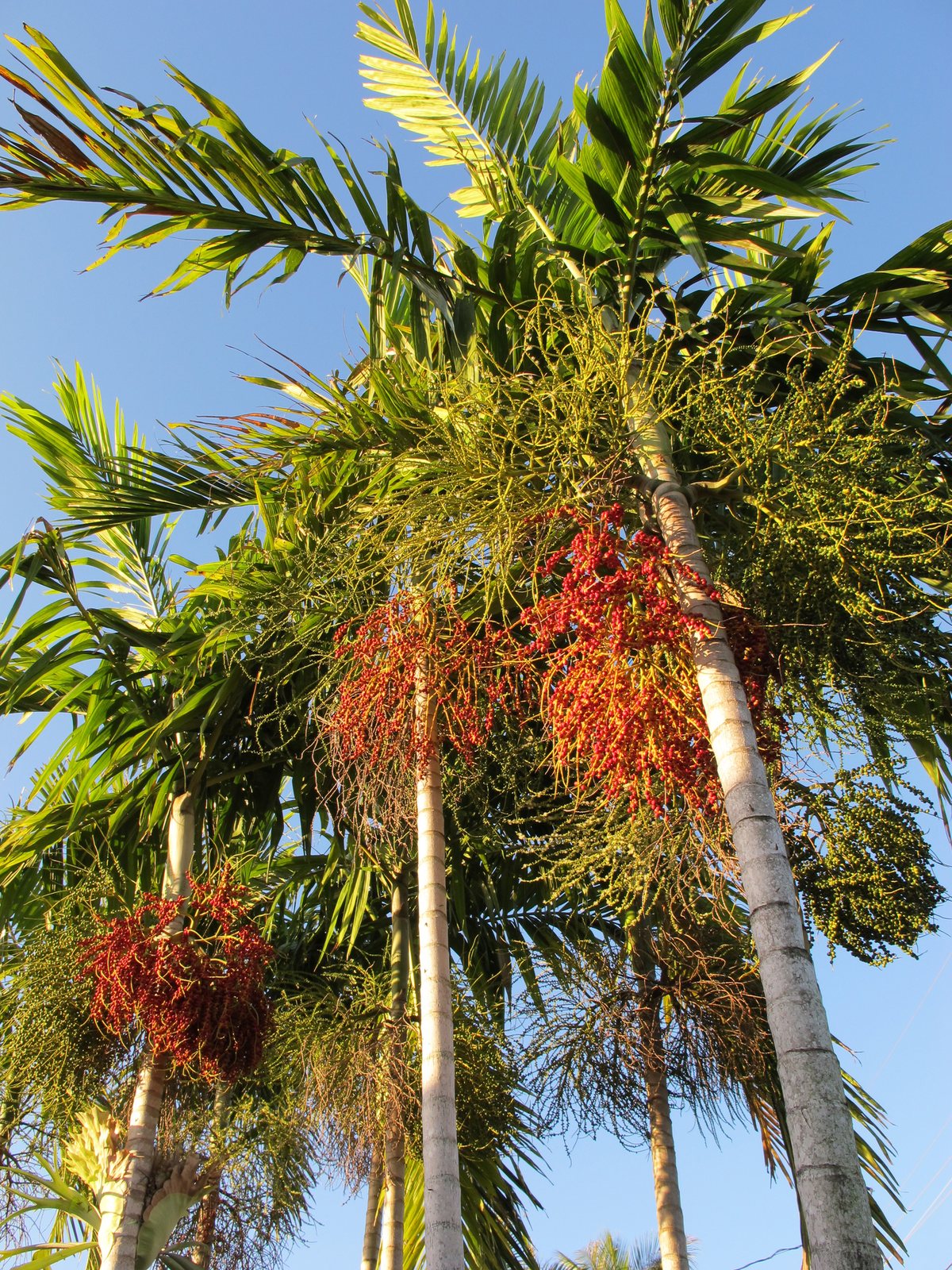 Solitaire palm