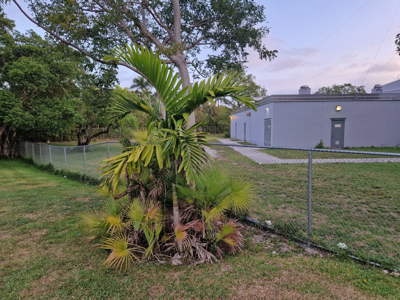 Solitaire palm