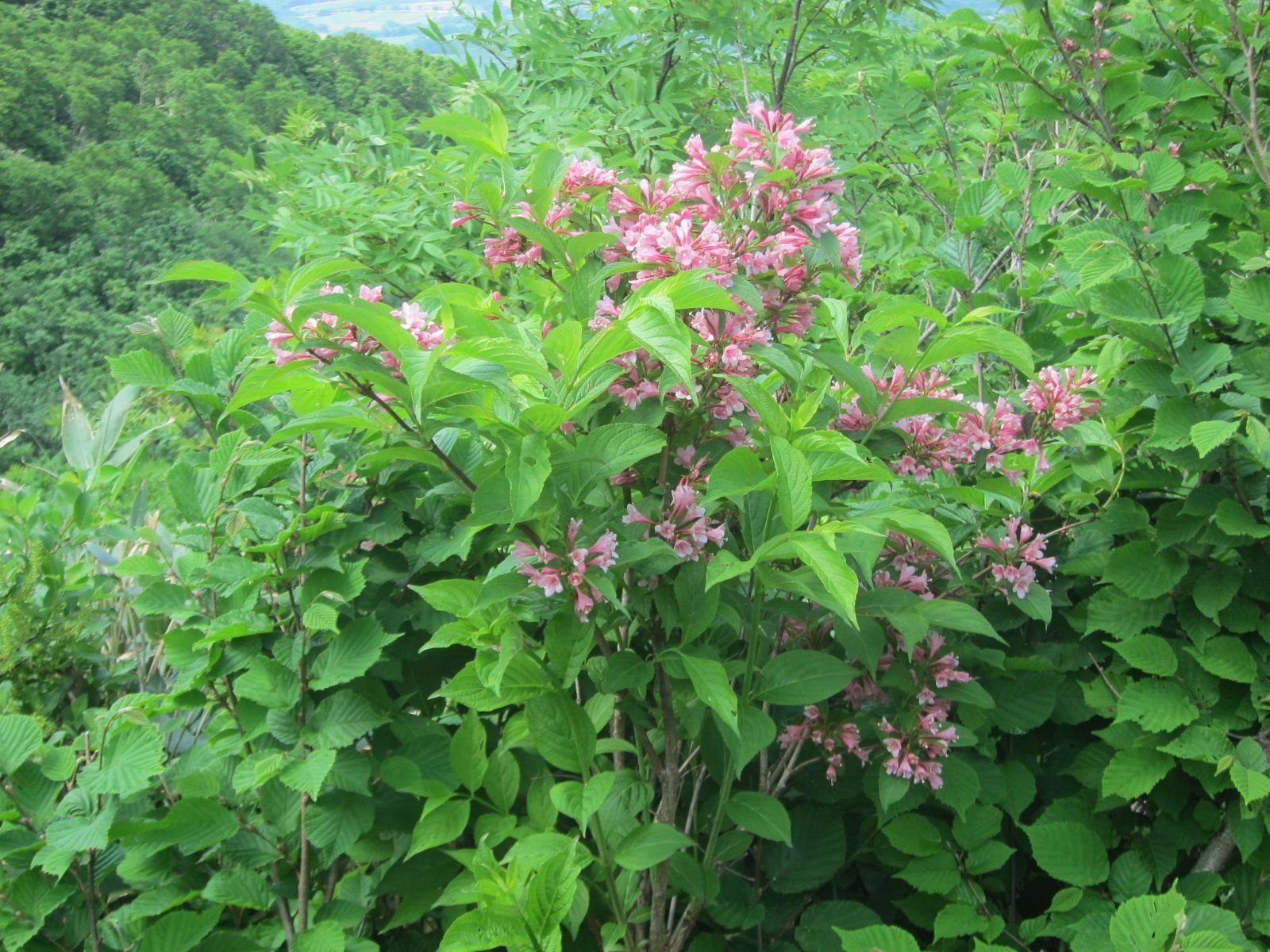 Sonic Bloom Pink weigela