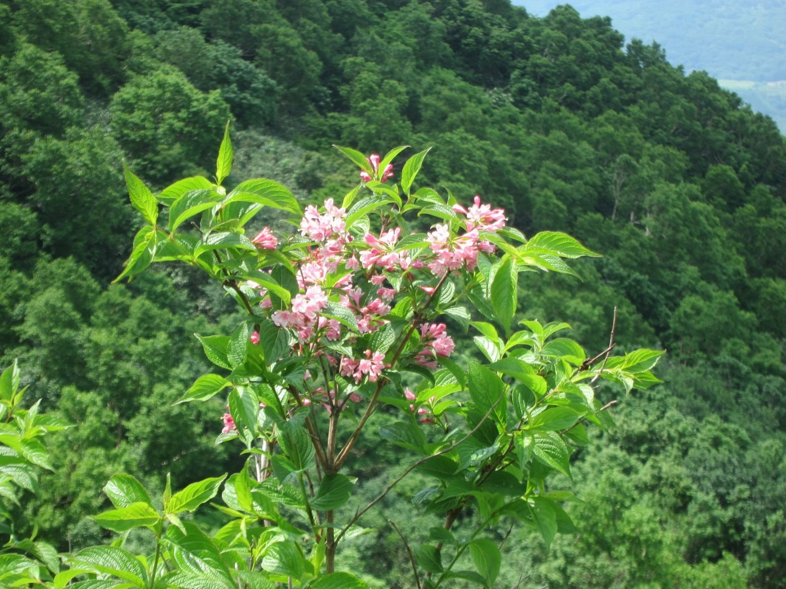 Sonic Bloom Pink weigela