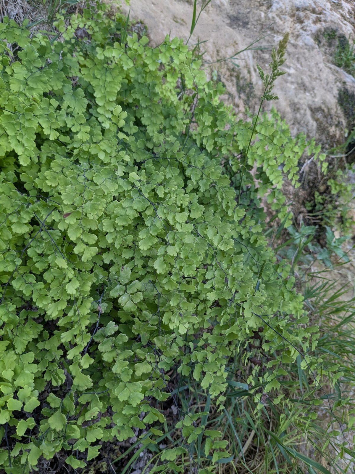 Southern maidenhair fern