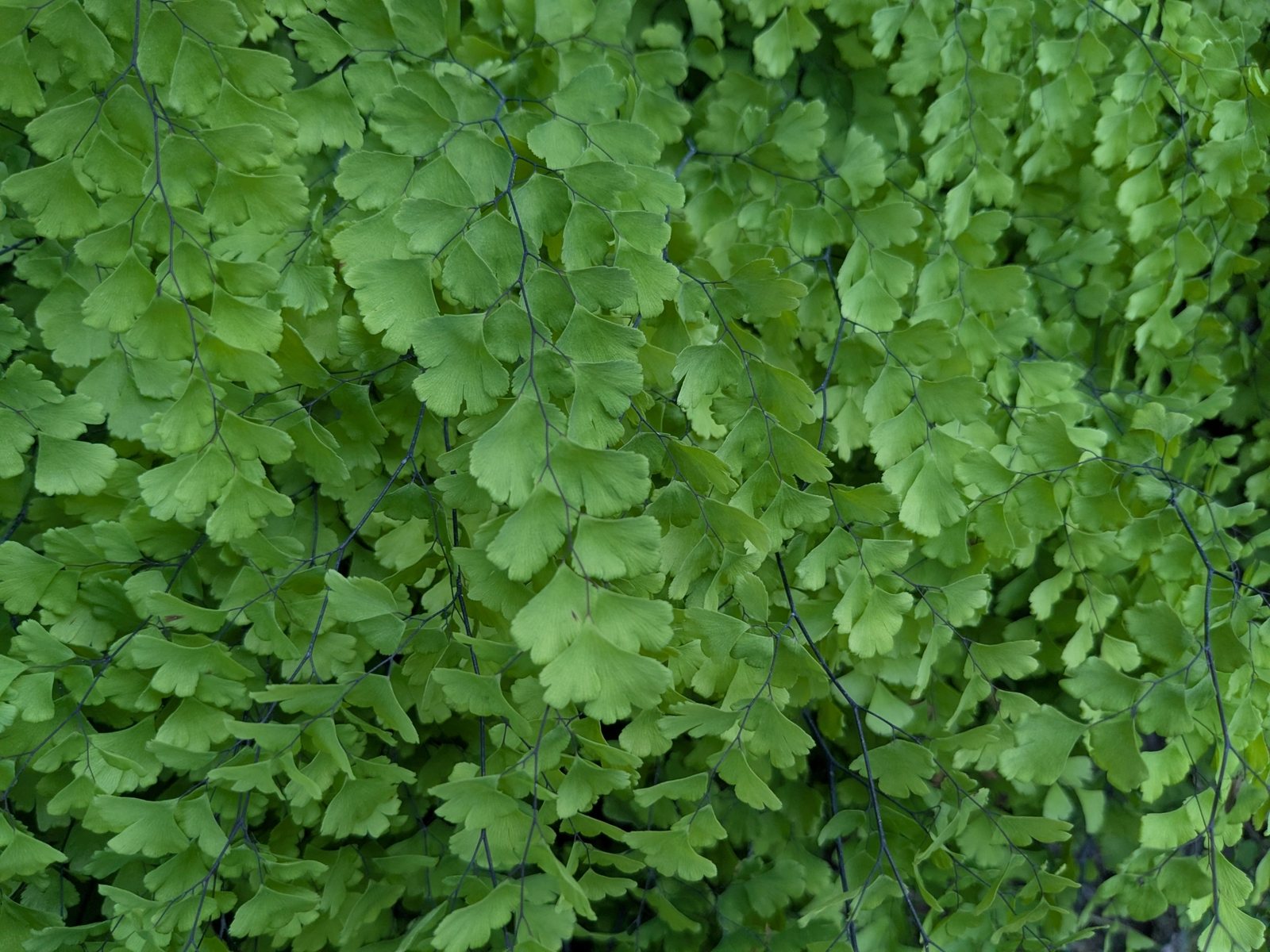 Southern maidenhair fern