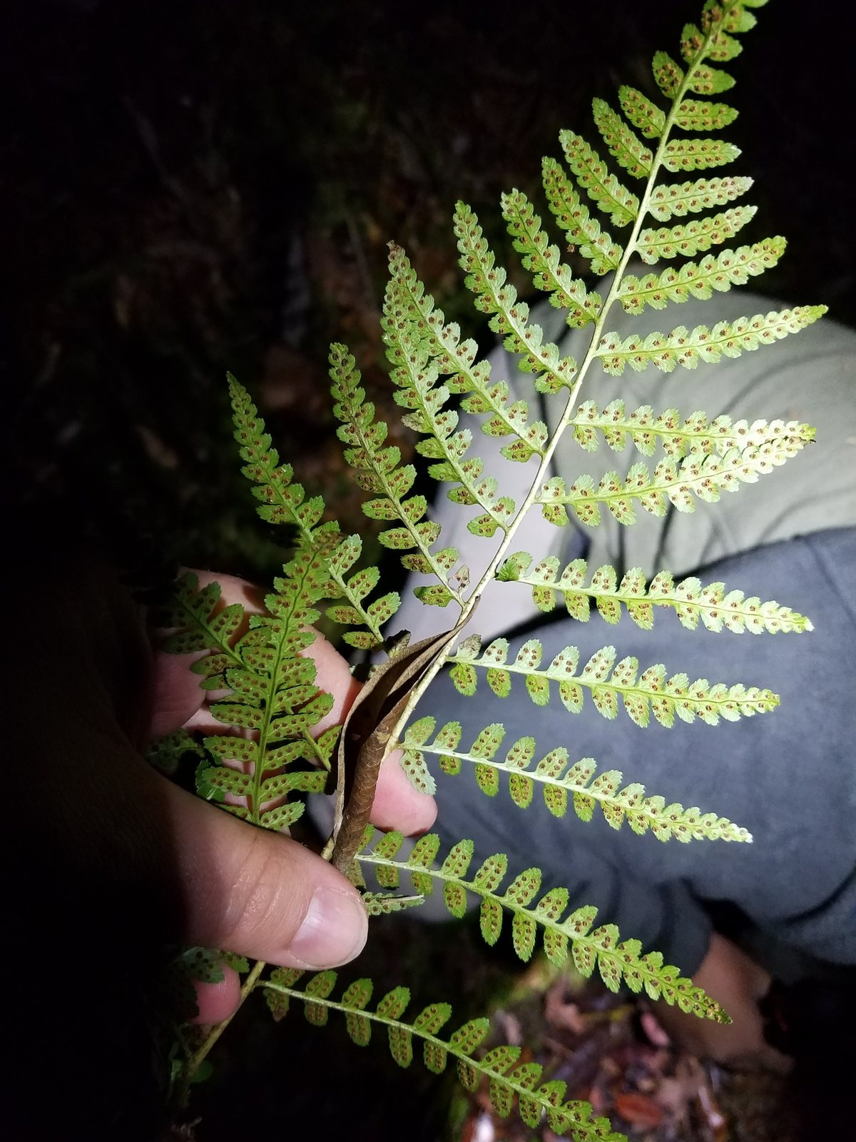 Southern wood fern