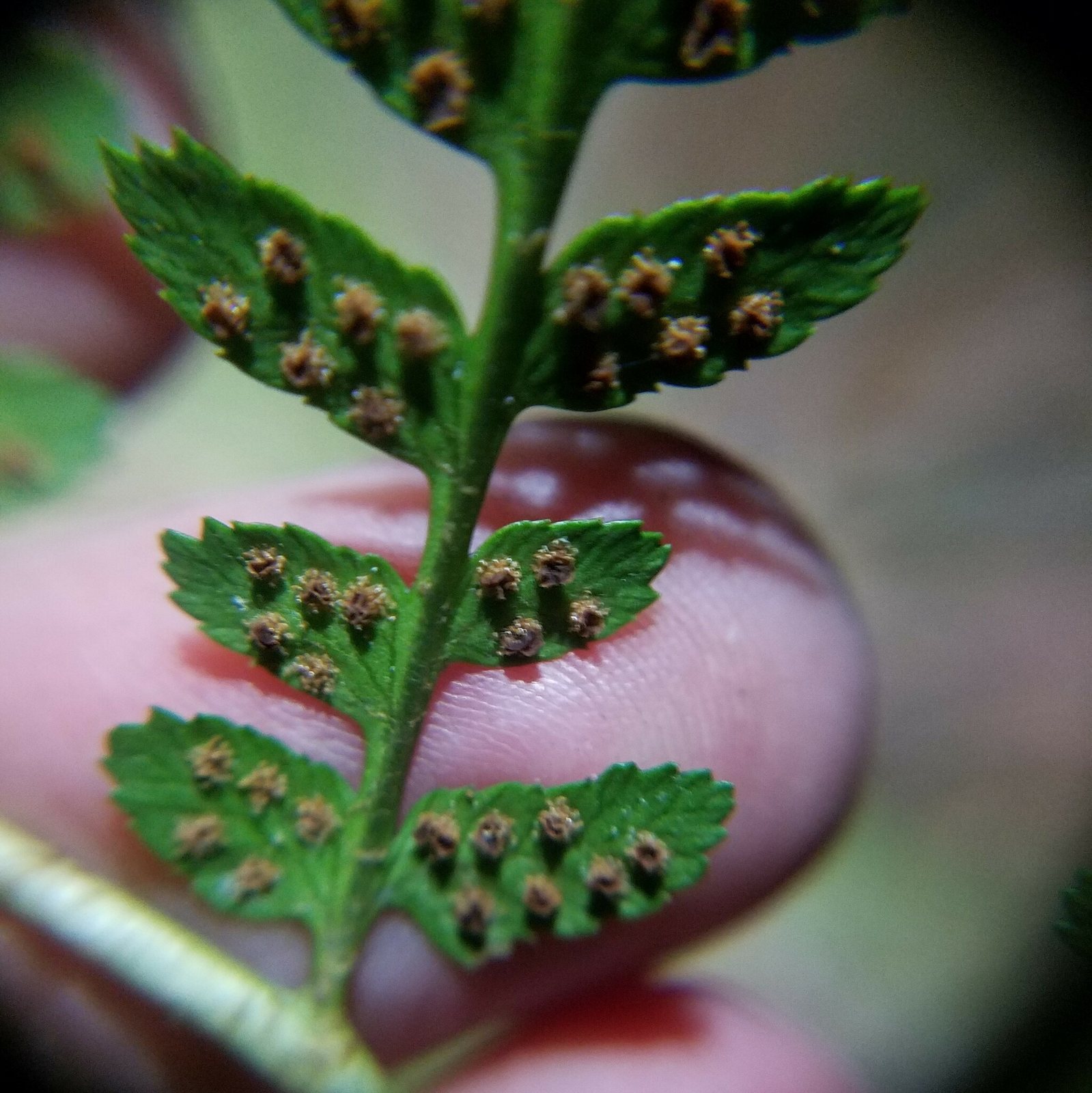 Southern wood fern