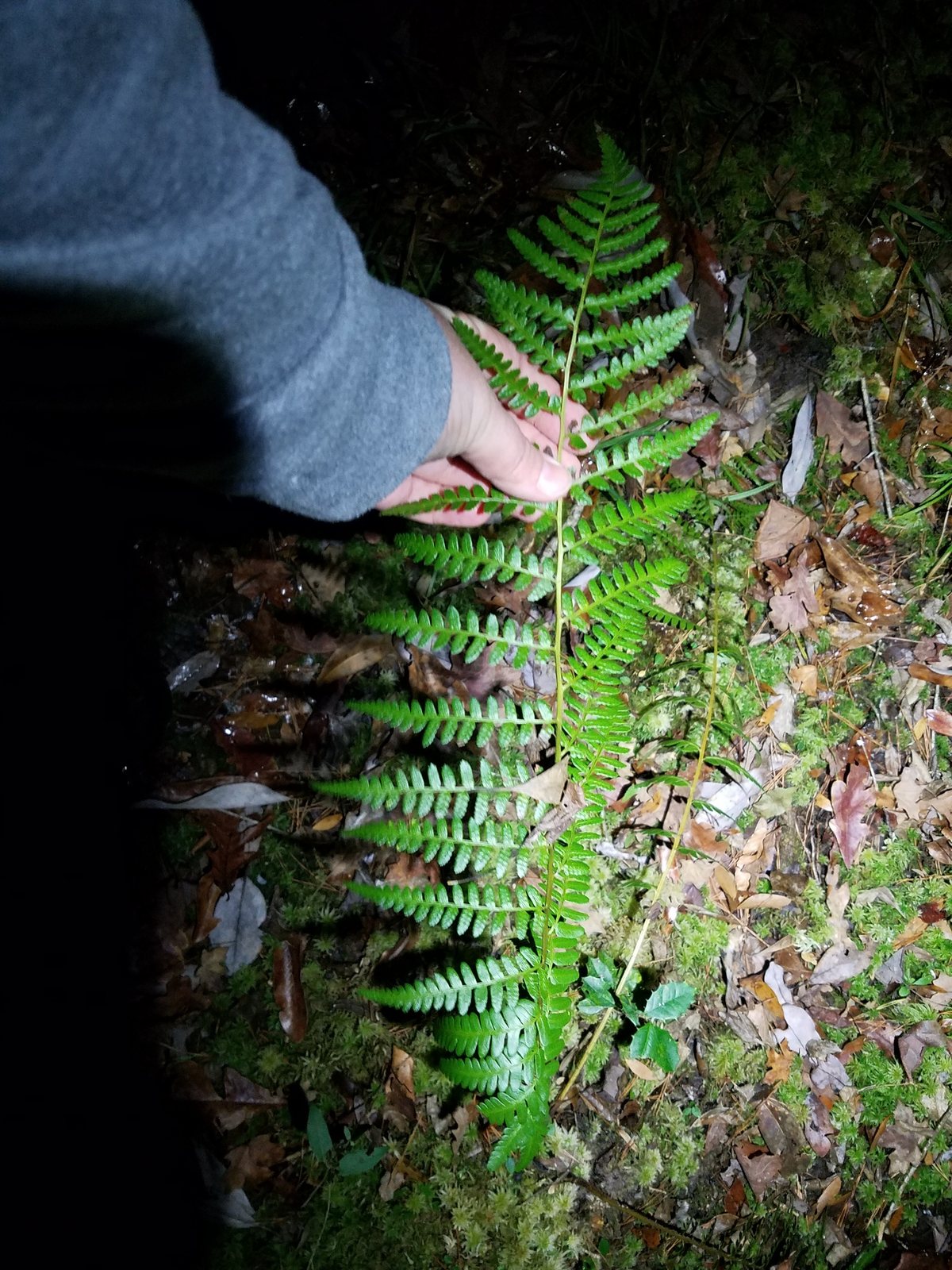 Southern wood fern