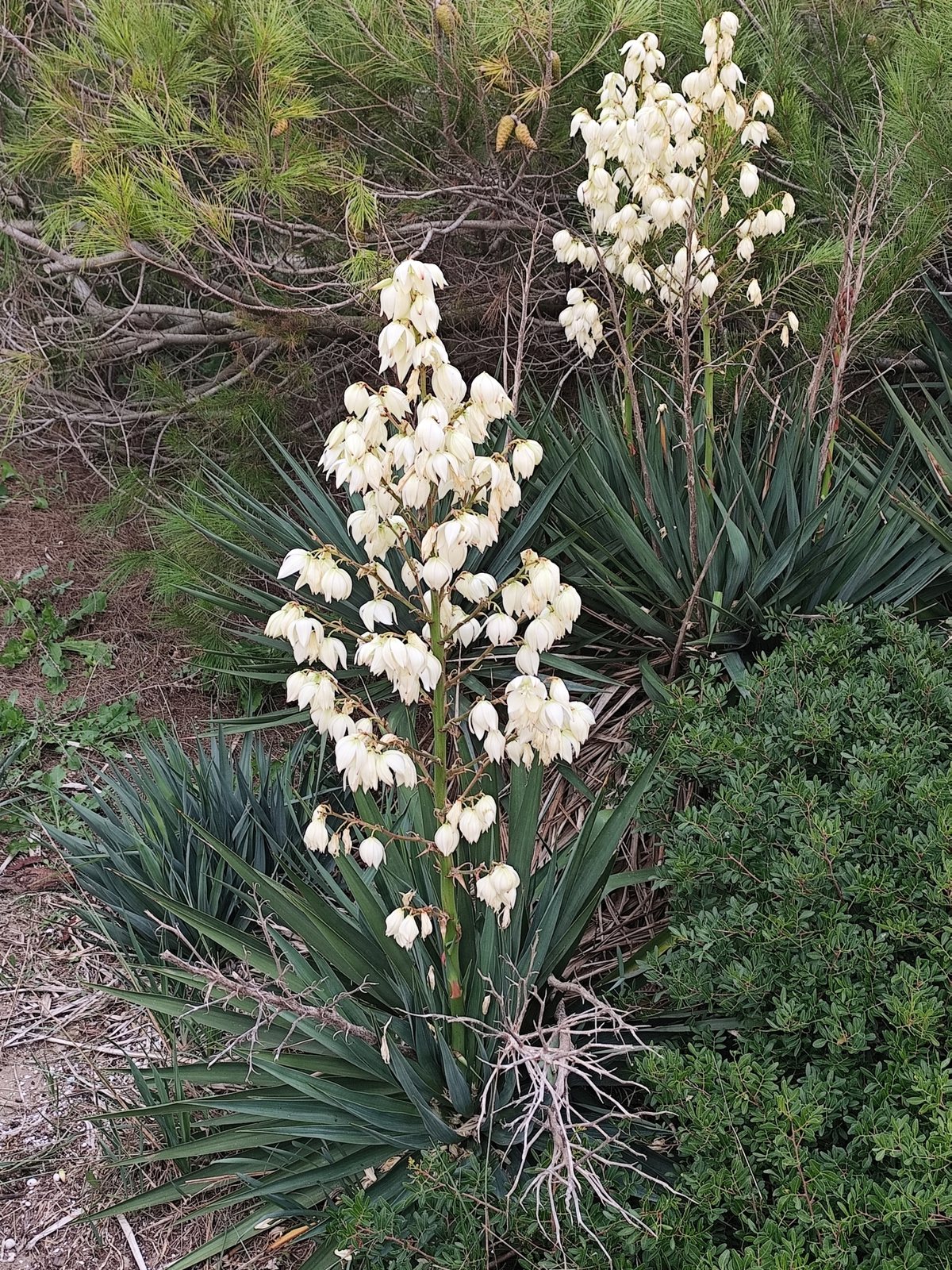 Spanish dagger