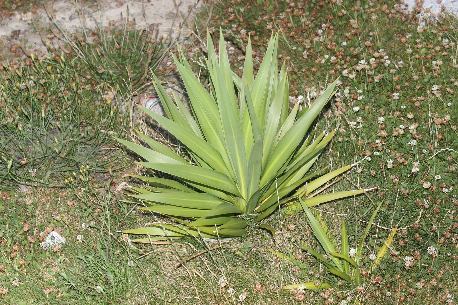 Spanish dagger