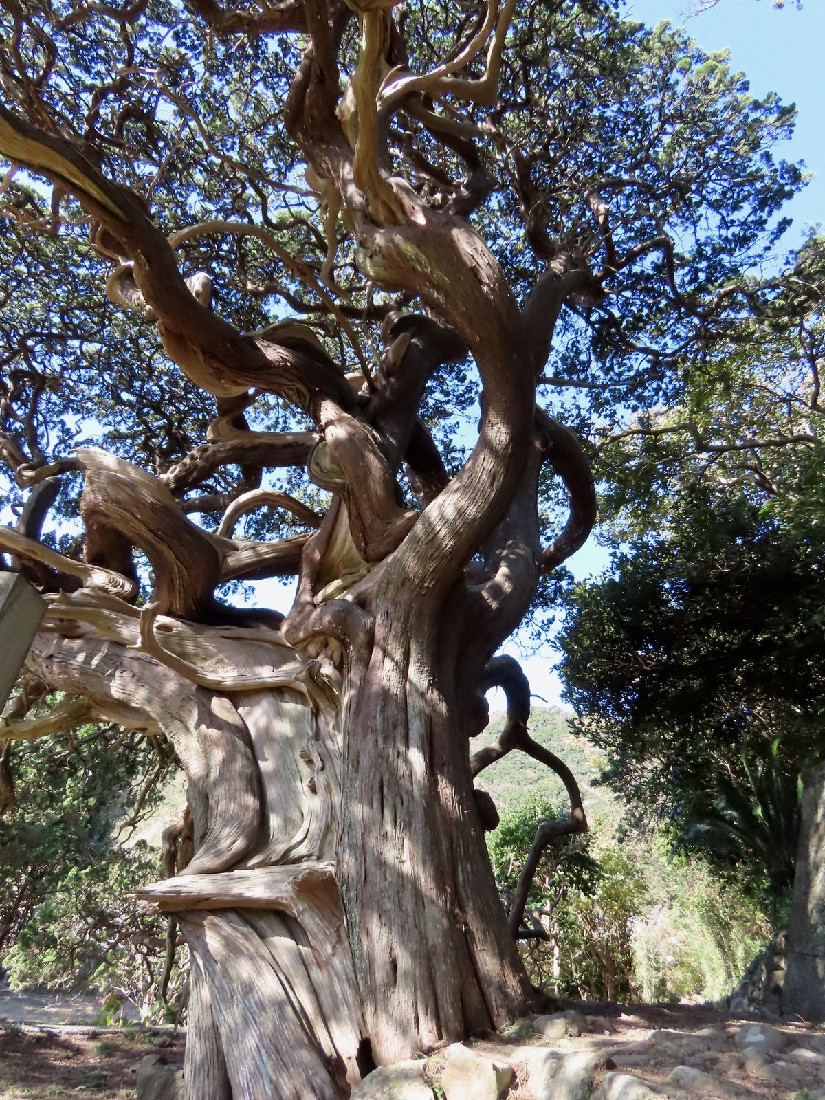 Spartan juniper