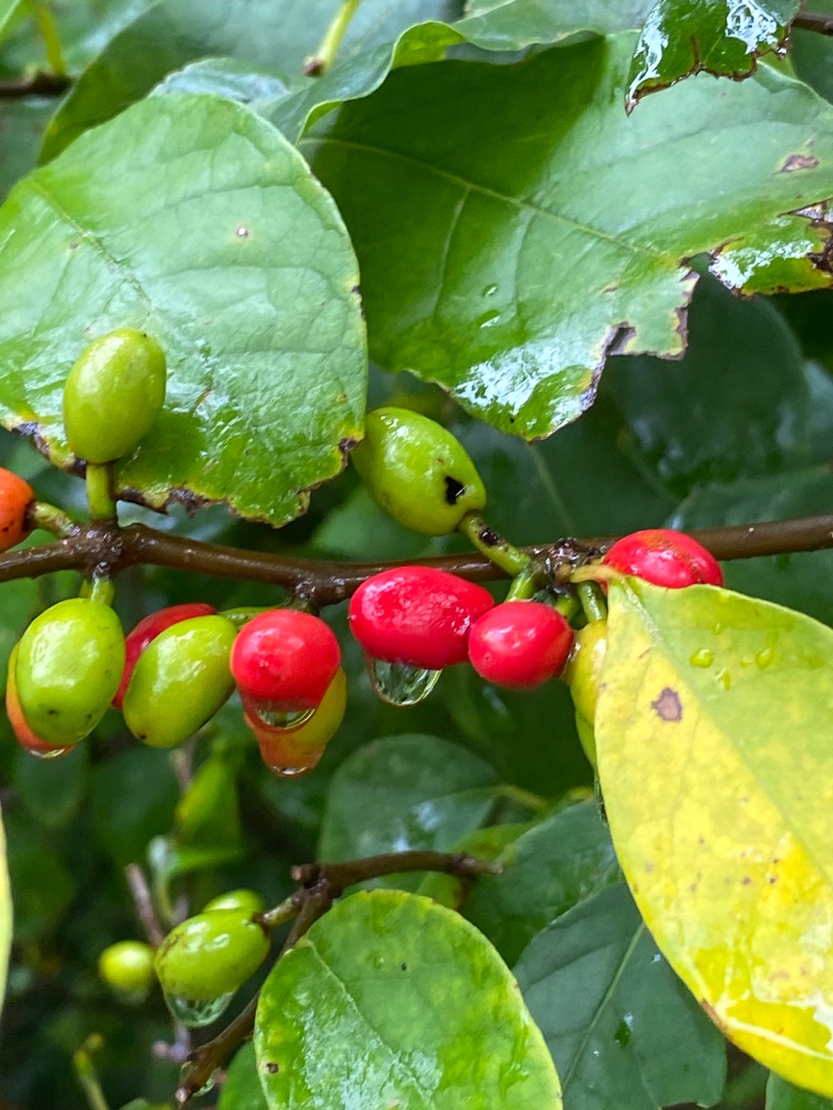 Spicebush