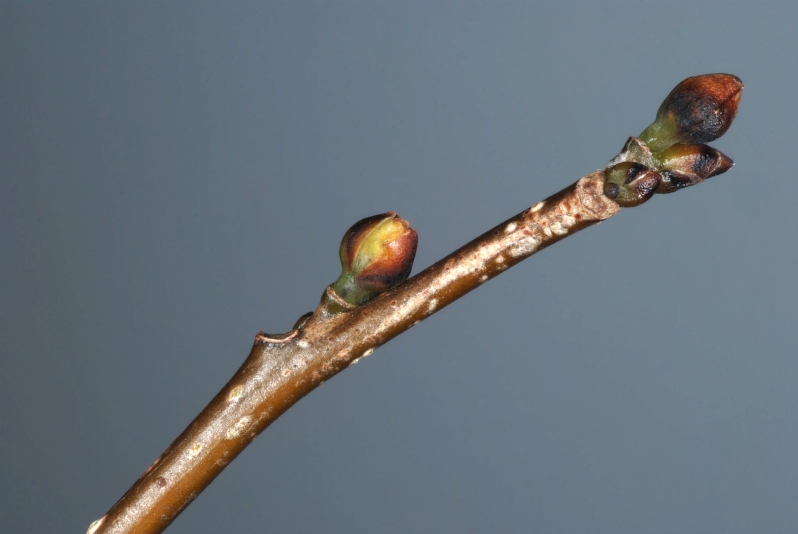 Spicebush