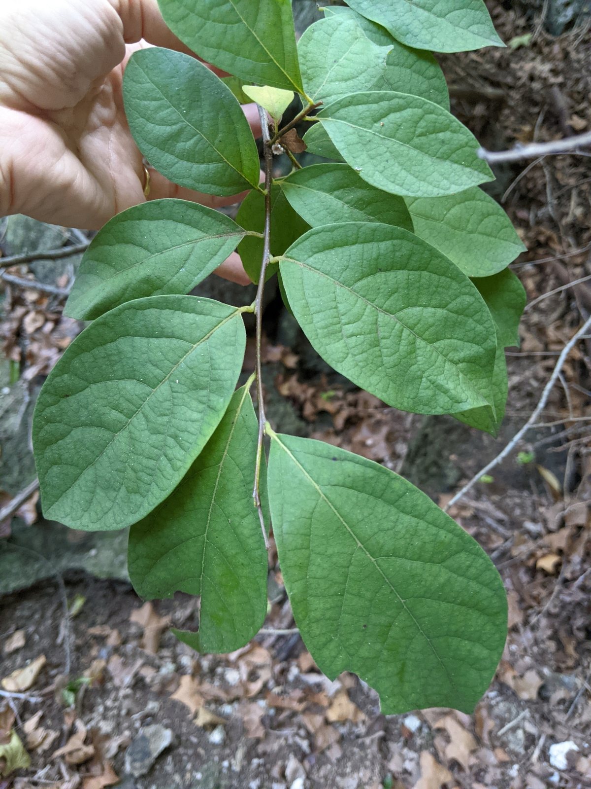 Spicebush
