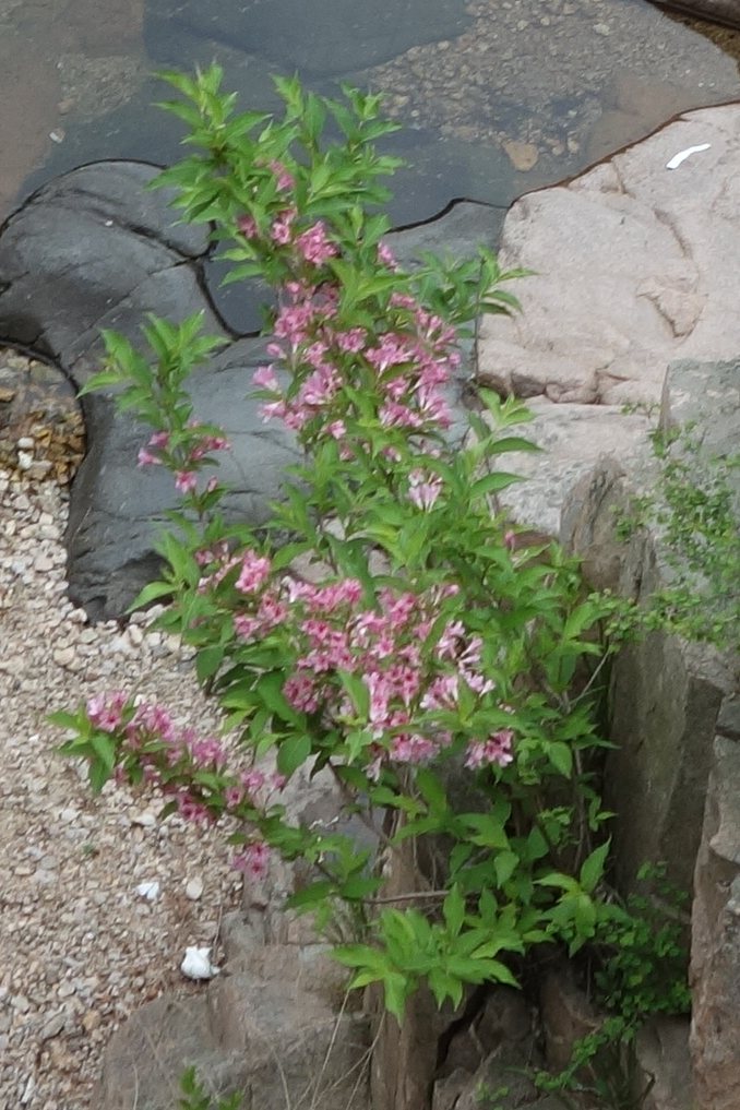 Spilled Wine weigela