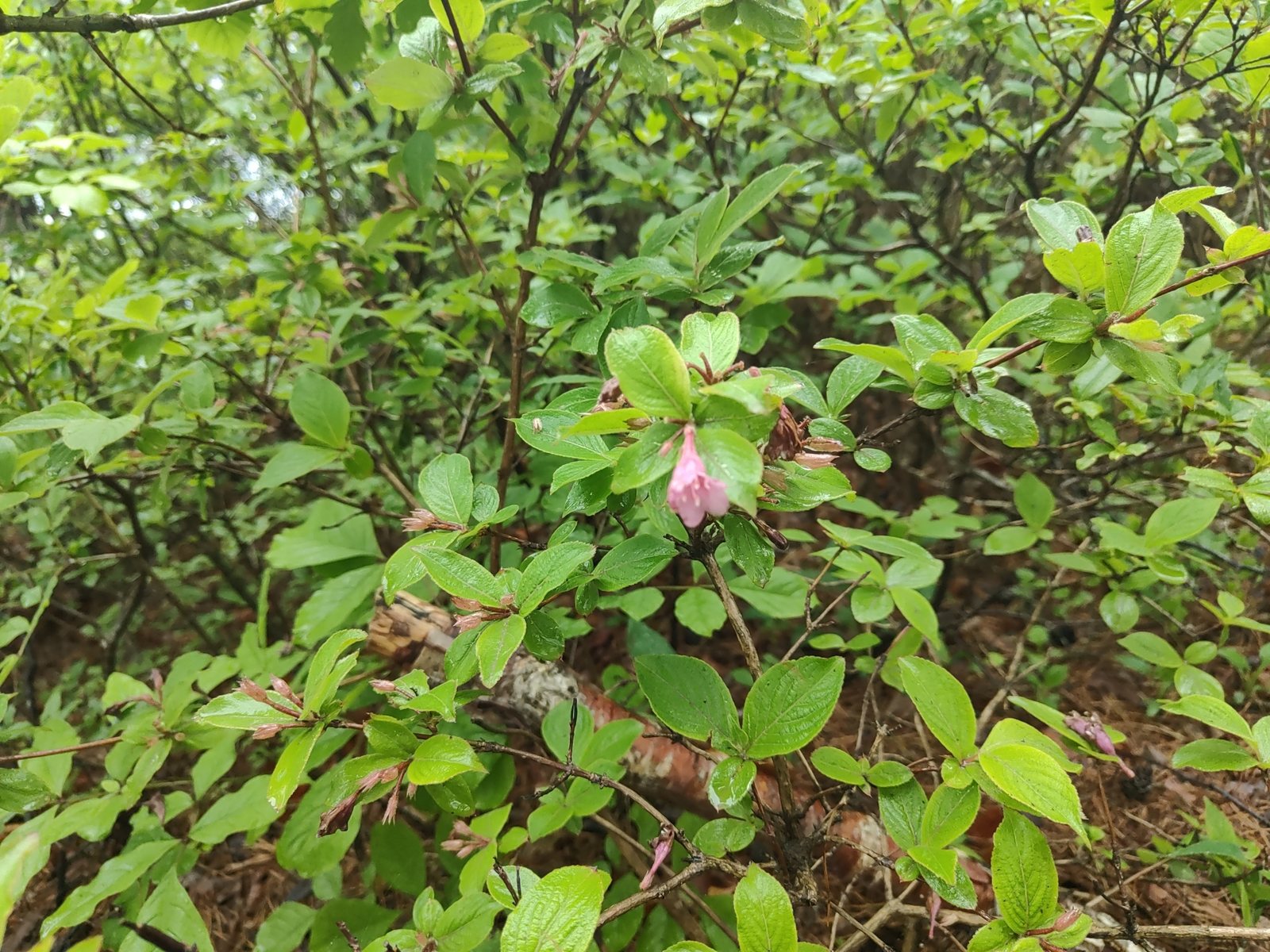 Spilled Wine weigela
