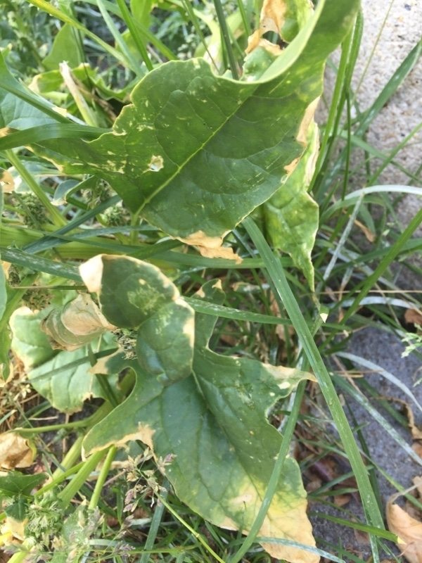 Spinach